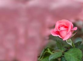 Pink rose flower photo