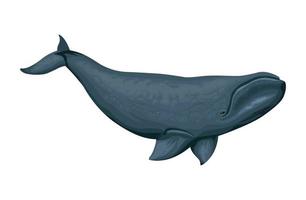 pilot whale sealife vector