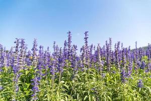 Blue Salvia flowers blooming in the garden photo