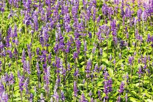 Blue Salvia  flowers photo