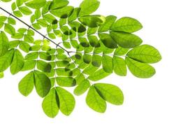 Green leaves on white photo