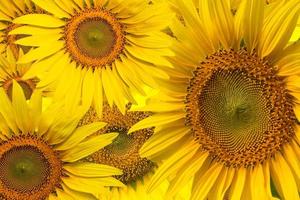 Beautiful yellow Sunflower photo