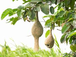 Baya weaver on tree photo