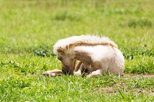 horse sleeping on grass photo