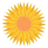 yellow sunflower garden vector