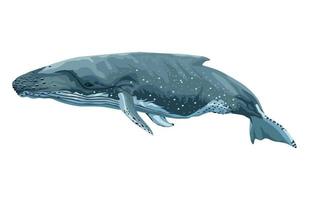 blue whale sealife vector