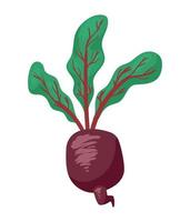 fresh beet vegetable vector