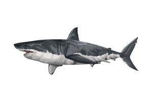 shark marine life animal vector