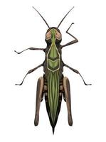 grasshopper garden insect vector