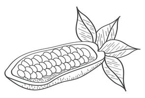 cocoa fruit sketch vector