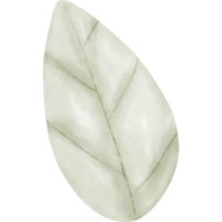Watercolor leaf illustration png