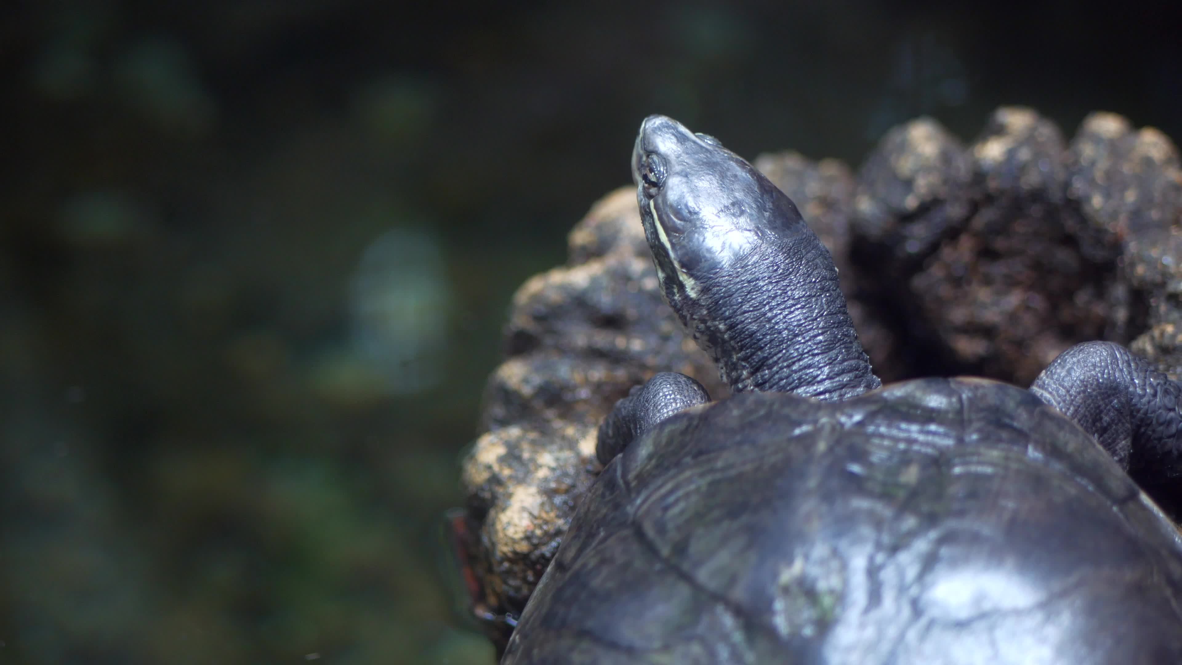 A turtle view from the top 14179225 Stock Video at Vecteezy