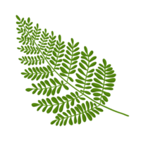 botanisk blad växt png