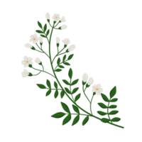 Botanical Leaf Plant png