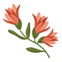 Botanical Wild Flower png