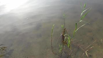 Close up view on water surfaces with waves and ripples and the sunlight reflecting at the surface. video