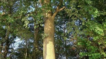 se in i en grön skog med solljus reflekterande från vatten vågor till de träd. video