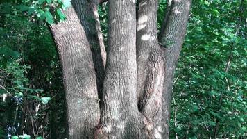 Light reflections from the waves on a water surface reflected onto the tree bark. video