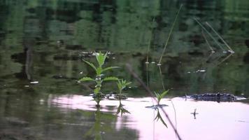 superfície da água com pequenas ondas refletindo a luz e as nuvens. video