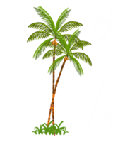 kokosnoot boom PNG