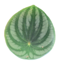 Peperomia argyreia. Watermelon peperomia leaf isolated. png