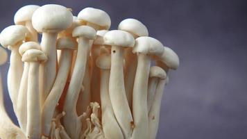 White Mushrooms close up video