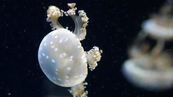 méduse tachetée blanche ou cloche flottante ou méduse tachetée australienne video