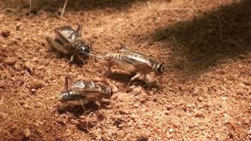 close up cricket on soil video