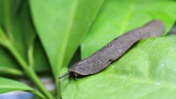 une limace ou une limace terrestre se déplace sur les feuilles video