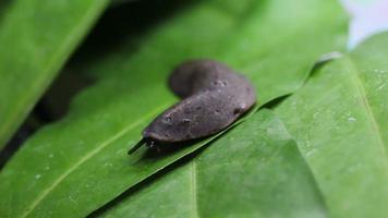 Slug or land slug moves across on leaves video