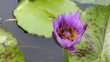 muchas abejas en la flor de loto púrpura en el estanque, la abeja está comiendo polen de néctar video