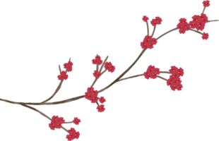 sakura fiorire acquerello png