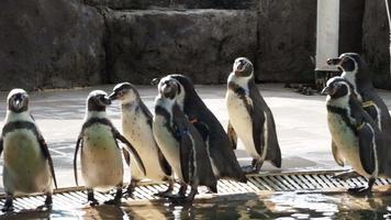 pingüino caminando en fila hasta el escenario de pingüinos. grupo de pequeños pingüinos de patas negras caminando muy adorables. video