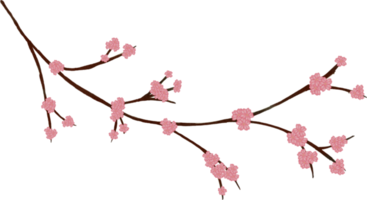 sakura blomma vattenfärg png