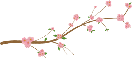 sakura fiorire acquerello png