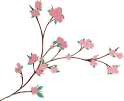acuarela de flor de sakura png