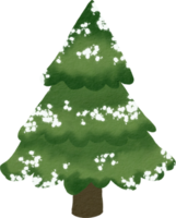 pino albero acquerello dipingere png