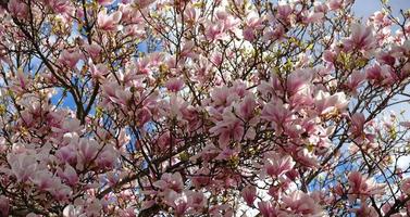 capullos de magnolia rosa, flores sin abrir. árboles en flor a principios de primavera foto