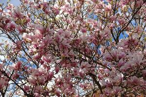 capullos de magnolia rosa, flores sin abrir. árboles en flor a principios de primavera foto