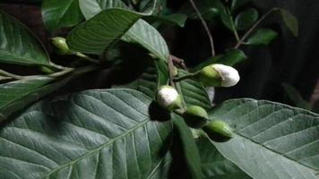 guava blomma timelapse. video