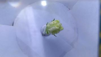 Bottle gourd flower Timelapse video