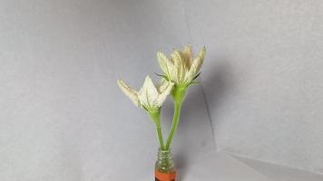 Bottle gourd flower Timelapse video