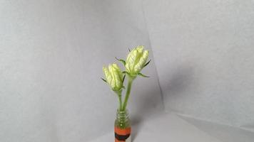 Flaschenkürbisblüte im Zeitraffer video