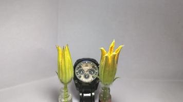 timelapse de visage de montre de fleur de citrouille video