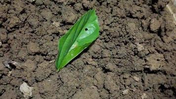 oruga haciendo nido, imágenes de lapso de tiempo. video