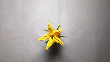 Pumpkin flower blooming Timelapse video