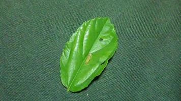 Caterpillar Insects Eating Green Leaf Fast. Timelapse Footage video