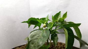 Timelapse Of Chili Plant video