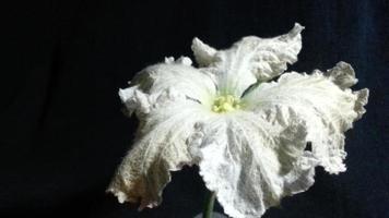 Bottle gourd flower Timelapse video