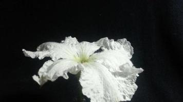 Bottle gourd flower Timelapse video